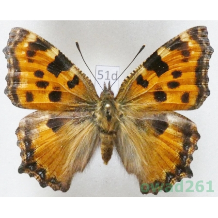Nymphalis polychloros (Linnaeus, 1758) ex. larva Slovakia51d